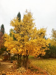 yellow maple tree in the fall and autumn time 