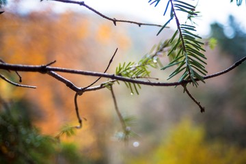 Дождь в осеннем лесу, капли на ветке дерева © Ivan_Gatsenko