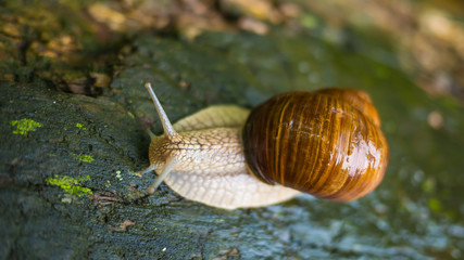 A beautiful snail crawls