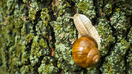 A beautiful snail crawls