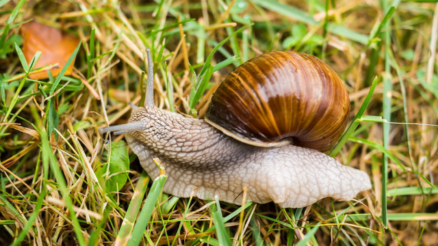 A beautiful snail crawls