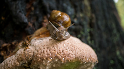 The snail is crawling