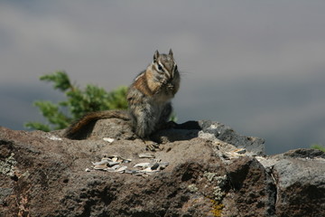Uninta Chipmunk 