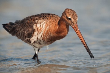 Black-tailed Godwit (limosa limosa) walking in water in search of food