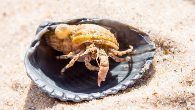 crab in shell