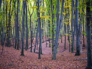 Naklejka premium Road in the autumn forest