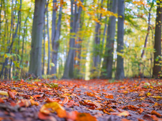 Road in the autumn forest