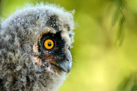 portrait of a juv long-eared owl (Asio otus)