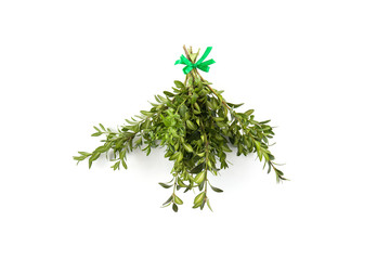 Green branch for christmas