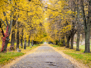 Naklejka premium Road in the autumn forest