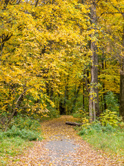 Road in the autumn forest