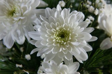 White flower, pine brench floral composition.