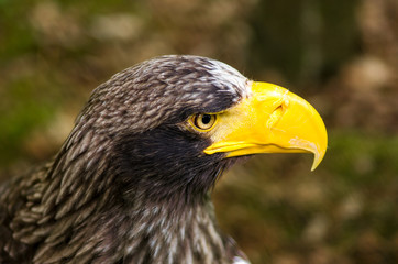 Piercing eye of a steller sea eagle