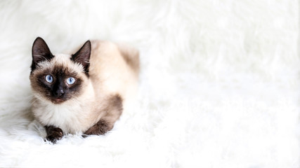 chaton siamois sur fond blanc