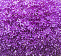 Allium in Blüte