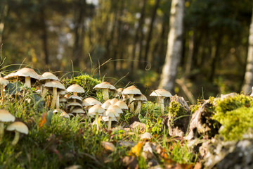 Paddenstoelen