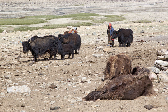 Nomads and yaks in Ladakh, India © Maurizio