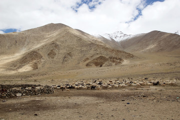 Pashmina goats in Ladakh, India