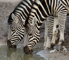 Fototapeta na wymiar Two Zebra drinking