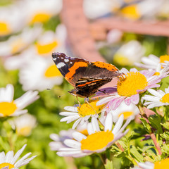 Beautiful Butterfly with orange and white spots on wings on white bloom