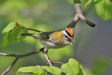 Firecrest´s crown (Regulus ignicapillus) sitting on the branches. Singing male, Firecrest