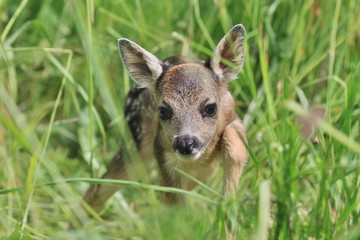 Little deers in the grass. Spring in the nature. Capreolus capreolus. Baby deer.Wildlife scene from nature.