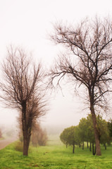 Fototapeta premium fog