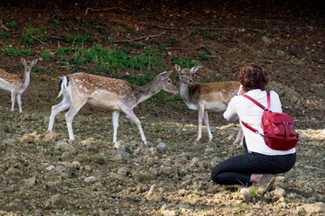 Woman photographing deer in the wild, Slovenia.