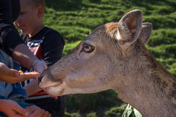  Feeding wild deer with hands. The Farm Slovenia.