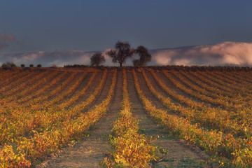 Fototapeta premium Vineyard in rows in autumn in Najera, La Rioja