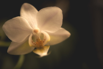 Fototapeta na wymiar Orchidee, einzelne Blüte 