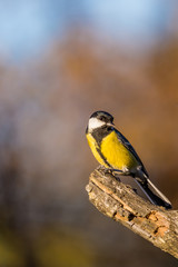 Fototapeta premium Nice curious male great tit avian sitting on dry twig