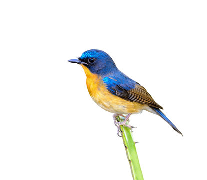 Hill blue flycatcher or Cyornis banyumas, beautiful bird isolated perching on branch in Thailand with white background and clipping path.