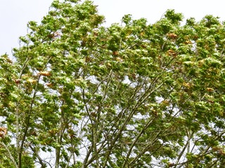 Oak leaves in the wind 