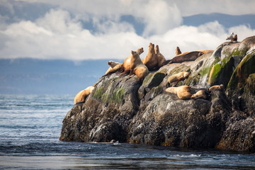 A sea lion rookery in the Pacific Ocean off the coast of Vancouver Island