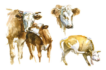 Set of watercolor cow
