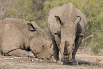 Fototapeta premium two rhinos