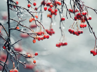  red Rowan berries in the garden are covered in raindrops and crystal white snow