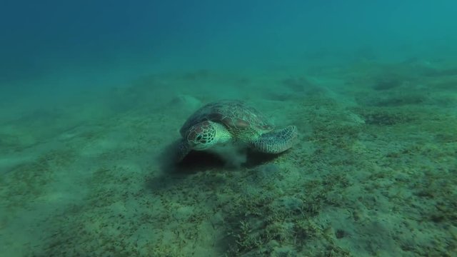 Green Sea Turtle (Chelonia mydas) eats the sea grass on a sandy bottom, Red sea, Marsa Alam, Abu Dabab, Egypt
