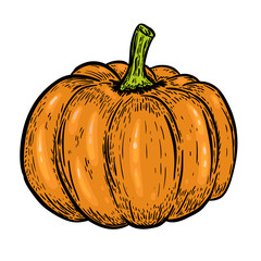 Pumpkin illustrations isolated on white background.