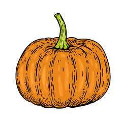 Pumpkin illustrations isolated on white background.