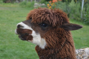 Alpaca