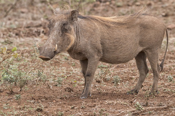 warthog