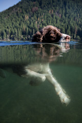 A dog swimming in a lake with an underwater view
