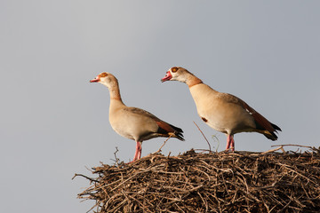 Nilgänse (Alopochen aegyptiaca) auf Storchennest