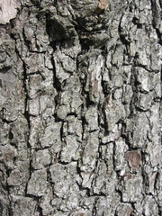 Pear tree bark texture background