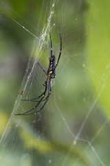 Spider