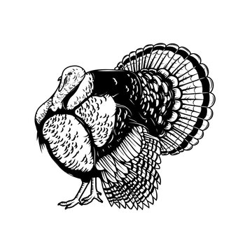 Illustration of the turkey isolated on white background. Thanksgiving theme.