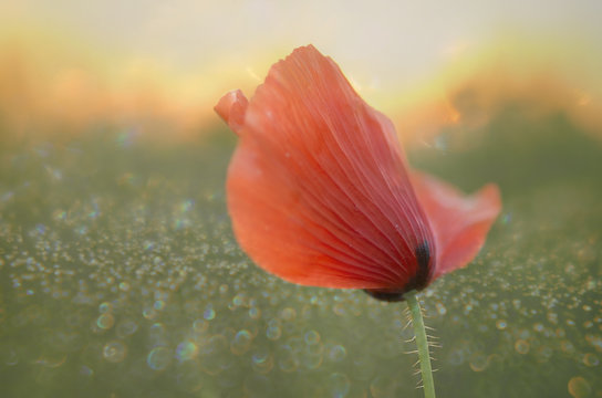 poppy