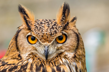 Staring owl eyes and beak